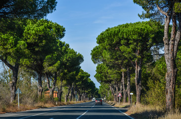 Wall Mural - Beautiful road with many pine trees