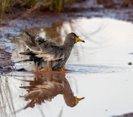 African wattled plover splashing in water