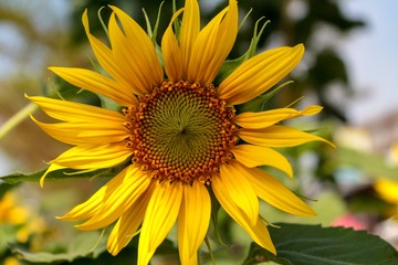 Wall Mural - Sunflowers bloom in the morning