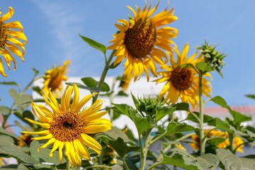 Wall Mural - Sunflowers bloom in the morning