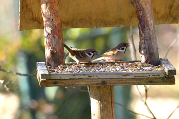 Wall Mural - herd of sparrow bird eating seeds from the rack feeder