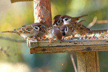 Herd Of Sparrow Bird Eating Seeds From The Rack Feeder