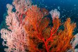 Fototapeta Do akwarium - Beautiful, colorful tropical coral reef at the Surin Islands (Richelieu Rock)