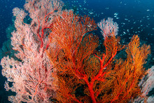 Beautiful, Colorful Tropical Coral Reef At The Surin Islands (Richelieu Rock)