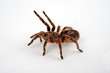 Chilenische Vogelspinne (Euathlus sp. bronze) - tarantula from Chile