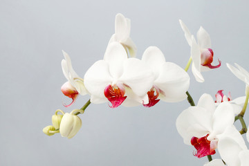  White orchid flowers.
