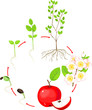 Life cycle of apple tree. Plant growth stage