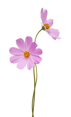 Wall Mural - cosmos flower