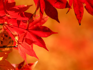 closeup japanese maple tree vibrant red leaves, autumn foliage.