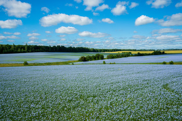 Wall Mural - flax flowers. flax field, flax blooming, flax agricultural cultivation.