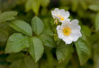 White wild rose on a background of green leaves