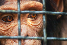 Human Eye Ape Trapped In A Cage