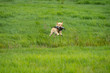 Yellow labrador jumping over a ditch aporting a pigeon at a hunting dog test in a field grassland