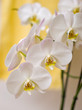White orchids. Inflorescence of white orchid flowers on the yellow background