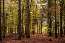 Impression Of The Forest Near Former Prison And Transit Camp Westerbork, On A Sunny Afternoon. Image From The Town Of Hooghalen In The Province Of Drenthe, The Netherlands.