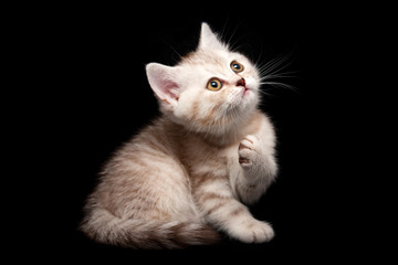 Canvas Print - Whiskered British kitten sits in front of the camera on a black isolated background and looks up with interest lifting one front paw.