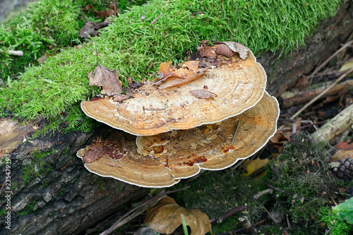 Fotografie, Obraz Daedaleopsis confragosa, commonly known as the thin walled maze polypore or the
