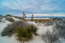 Soaptree Yucca Growing In White Sands National Monument In New Mexico, USA
