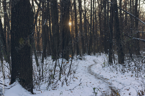 Fotografering Mysterious forest at the evening after first snow