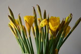 Narcyz żonkil, Narcissus jonquilla
