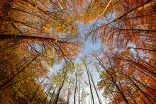 Autumn Forest. Trees Pattern