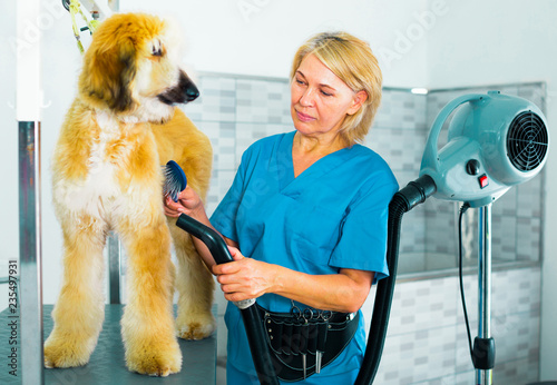 hound dog hairdressing