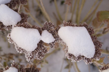  Snow Covered Plants