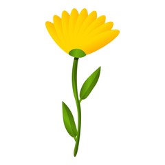 Poster - Calendula flower icon. Cartoon of calendula flower vector icon for web design isolated on white background