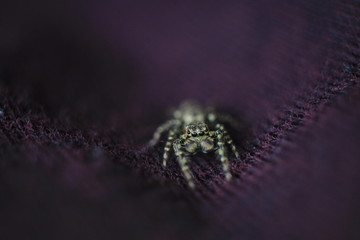 Spider