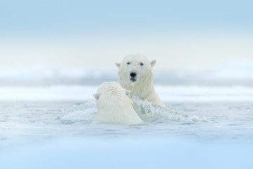 Wall Mural - Polar bears playing in the water with ice. White animals fight in the nature habitat, Svalbard, Norway. Bears playing in snow, Arctic wildlife. Funny image from nature. Arctic wildlife.