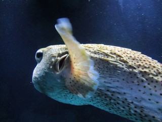 Wall Mural - puffer fish