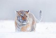 Tiger In Wild Winter Nature, Running In The Snow. Siberian Tiger, Panthera Tigris Altaica. Action Wildlife Scene With Dangerous Animal. Cold Winter In Taiga, Russia. Snowflakes With Wild Cat.