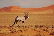 Gemsbok With Oraqnge Sand Dune Evening Sunset. Gemsbuck, Oryx Gazella, Large Antelope In Nature Habitat, Sossusvlei, Namibia. Wild Animals In The Savannah. Animal With Big Straight Antler Horn.
