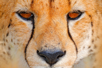 Cheetah face, Acinonyx jubatus, detail close-up portrait of wild cat. Fastest mammal on the land, Nxai Pan National Park, Botswana. Wildlife scene from African nature. Beautiful fur coat animala