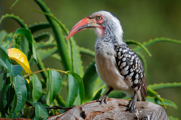 Wall Mural - Southern Red-billed Hornbill, Tockus leucomelas, bird with big bill in the nature habitat with evening sun, sitting on the branch in Moremi, Okavango delta, Botswana.