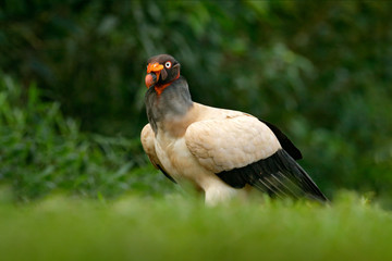 Wall Mural - King vulture, Costa Rica, large bird found in South America. Wildlife scene from tropic nature. Condor with red head.