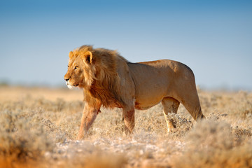 big lion with mane in etosha, namibia. african lion walking in the grass, with beautiful evening lig