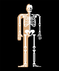 Fototapete - Skeleton pixel art. Skull and Bones anatomy 8 bit. Pixelate Pelvic bone and ribs. Spine and vertebrae. Human bone system 16bit. Old game computer graphics style