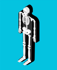 Fototapete - Skeleton isometric anatomy of human body. Internal organs 3D. Skull and Bones. Pelvic bone and ribs. Spine and vertebrae. organ systems body.