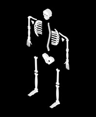 Fototapete - Skeleton isometric isolated. 3D Skull and Bones. Pelvic bone and ribs. Spine and vertebrae. Human bone system