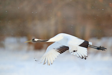 Wall Mural - Crane fly, winter scene with snowflakes. Wildlife scene from snowy nature. Red-crowned crane flight above snowy meadow, Russia, Asia. Cold day in the nature, big white bird in the habitat.