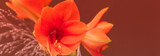 Amaryllis, Blüten, Panorama