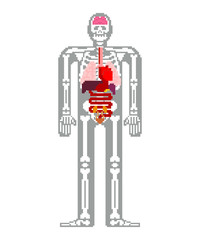 Fototapete - Human anatomy pixel art. 8bit Internal organs and skeleton. Pixelate 16bit. Old game computer graphics style