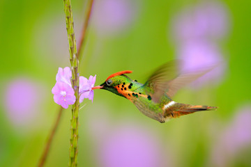 Wall Mural - Tufted Coquette, colourful hummingbird with orange crest and collar in the green and violet flower habitat. Bird flying next to pink flower, clear green background, action scene from Trinidad.