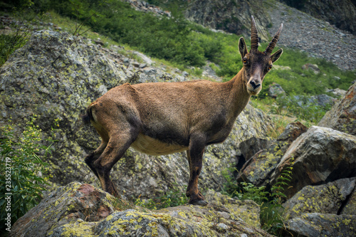 Fotografia Steinbock in the Maritime Alps (Entracque, Valle Gesso, Cuneo, Piedmont, Italy)