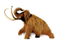 Woolly Mammoth, Walking Prehistoric Mammal Isolated On White Background