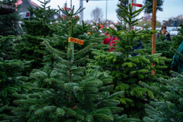 Christmas trees in pots for sale