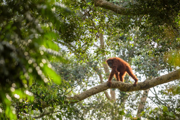 Wall Mural - sumatran orang-utan - pongo abelii, hominid primate from sumatran forests, indonesia.