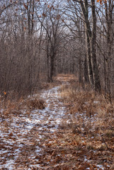 Wall Mural - Snow covered path surrounded by trees through the woods in autumn in November