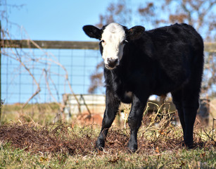 Black n White Calf